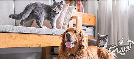 حکم شرعی نگهداری سگ و گربه در خانه از نظر مراجع, احکام شرعی نگهداری سگ و گربه در خانه, آشنایی با حکم شرعی نگهداری سگ و گربه در خانه